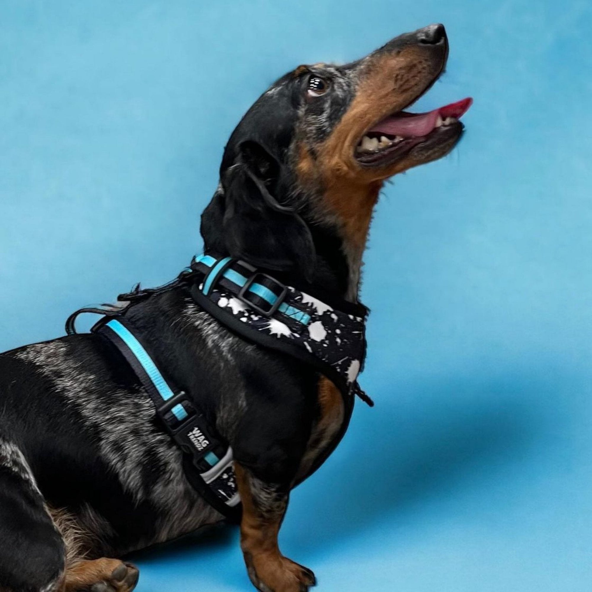 No Pull Dog Harness - Dachshund wearing black adjustable harness with white paint splatter and teal accents - front clip for no pull training - blue background- Wag Trendz
