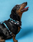 No Pull Dog Harness - Dachshund wearing black adjustable harness with white paint splatter and teal accents - front clip for no pull training - blue background- Wag Trendz