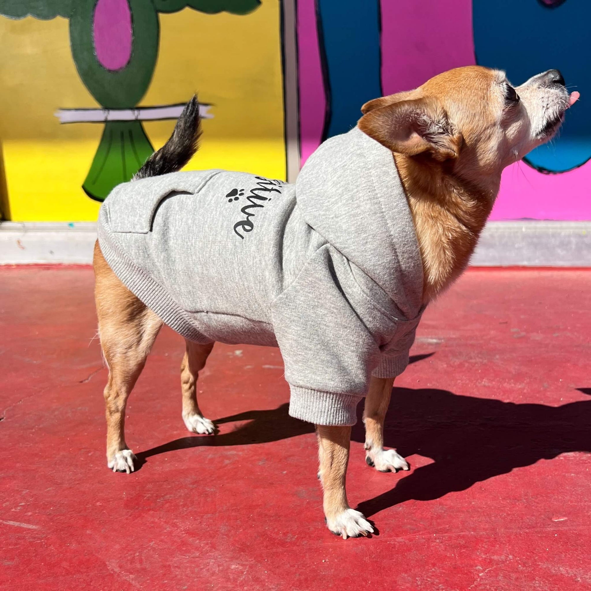 Dog Hoodie in Gray on a Chihuahua - Stay Pawsitive - against colorful graffiti wall