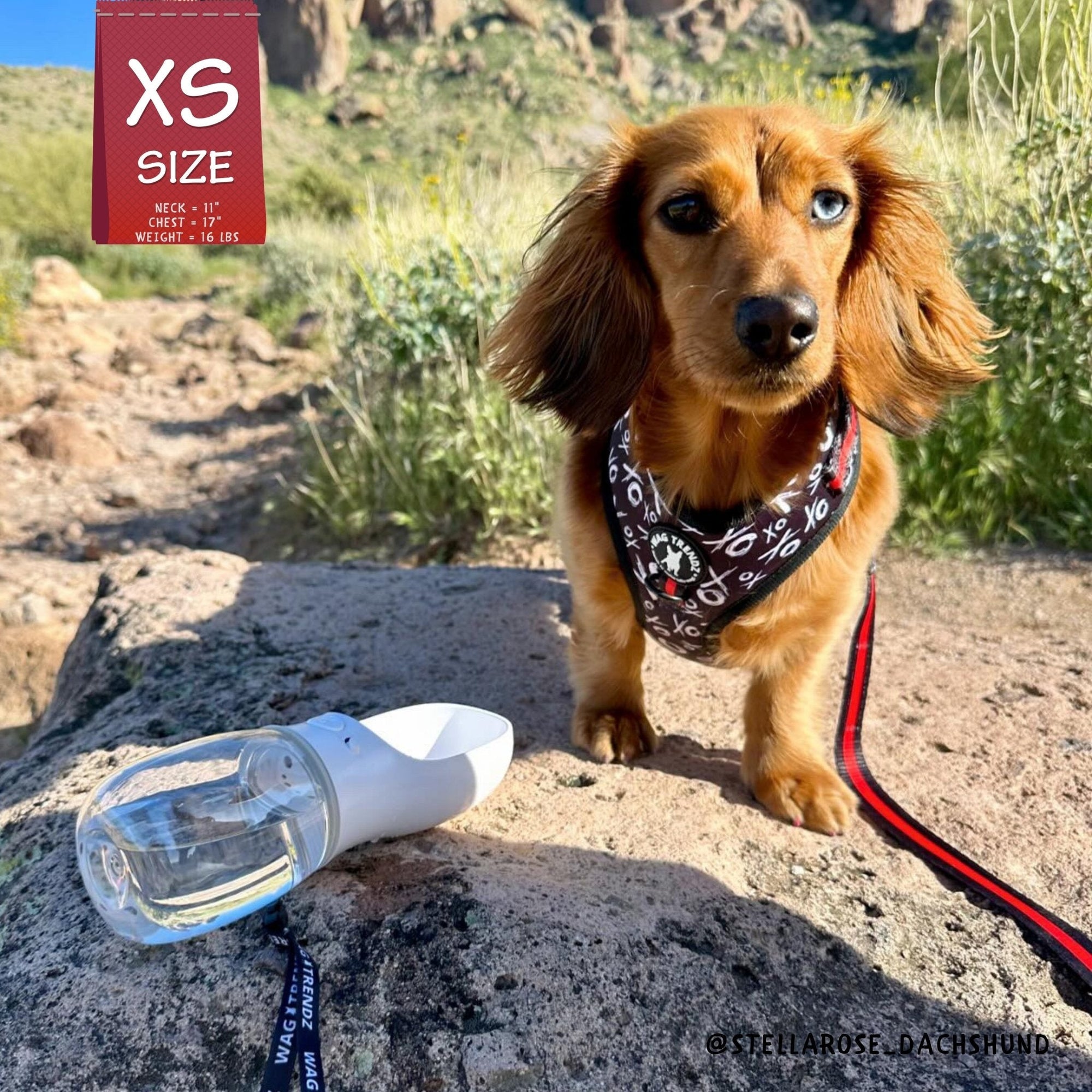 Dog Harness and Leash Set - Longhair Dachshund wearing XS Dog Adjustable Harness in black and white XO&#39;s with bold Red accents with matching Dog Leash with portable dog water bottle  - on a rock with grass behind - Wag Trendz