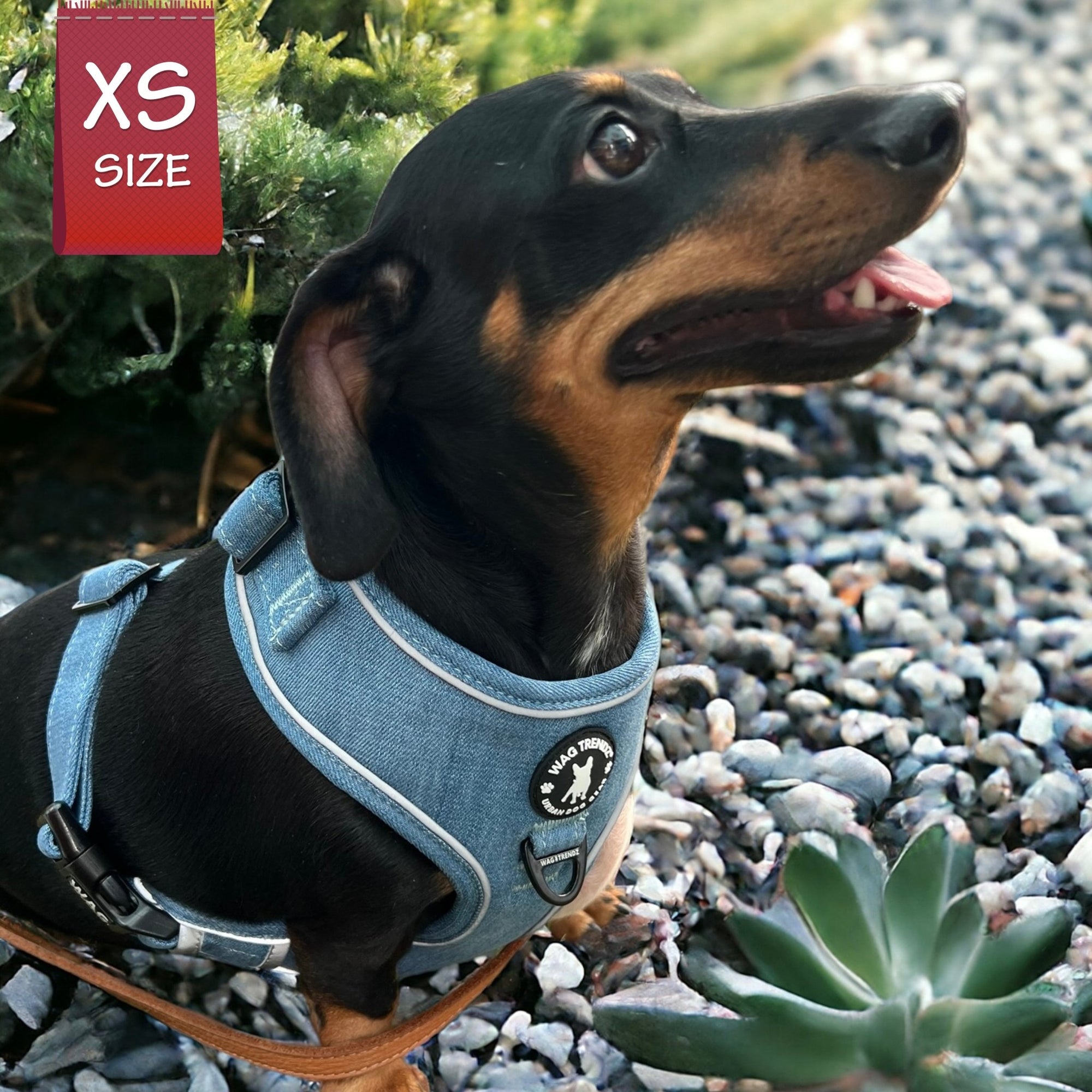Harness and Leash Set + Poop Bag Holder - Dachshund wearing Downtown Denim Dog Harness with reflective accents - sitting on pebble sidewalk with succulents around - Wag Trendz