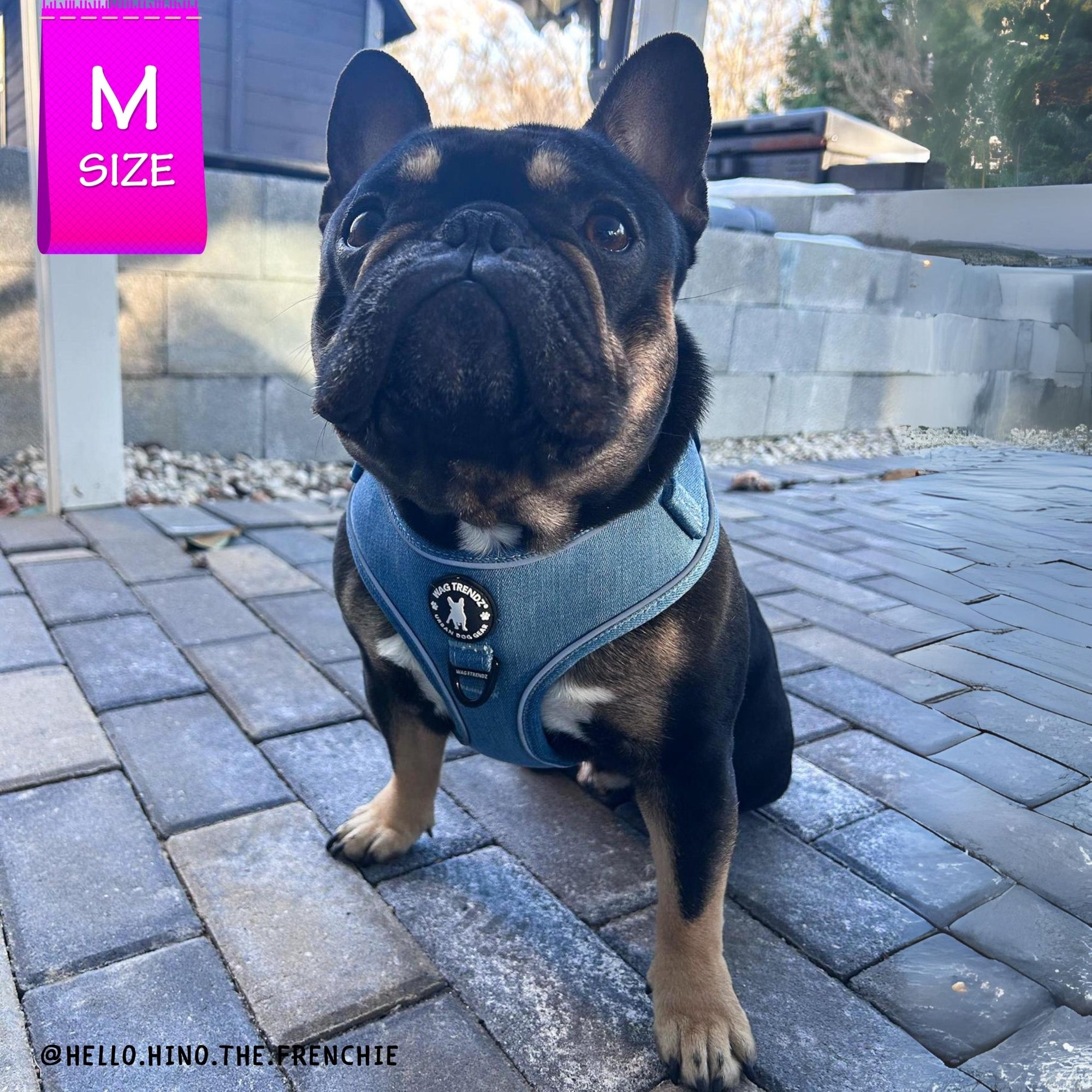 Harness and Leash Set + Poop Bag Holder - French Bulldog wearing Downtown Denim Dog Harness with reflective accents - standing on pebble sidewalk - Wag Trendz