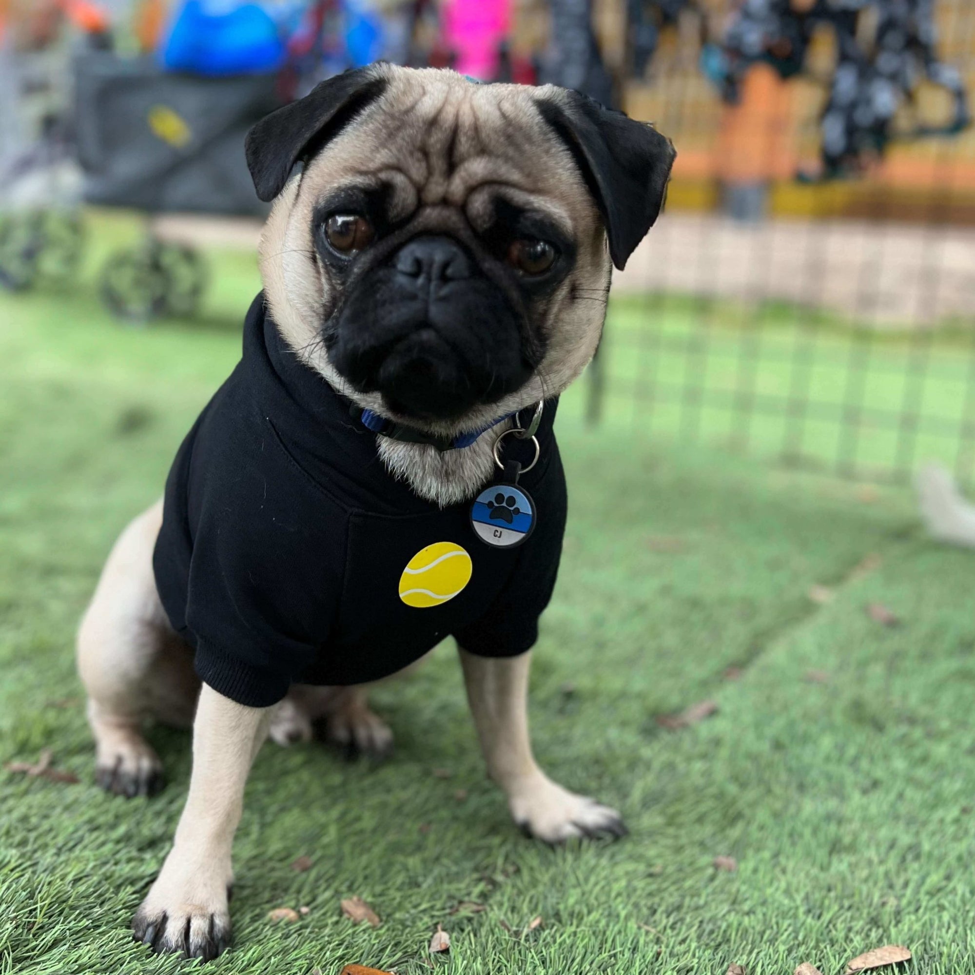 Hooded Sweatshirt For Dogs - Pug wearing Ball Brain hooded sweatshirt - black with yellow writing - sitting outdoors in the grass- Wag Trendz