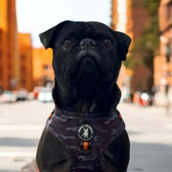 Pug Harnesses