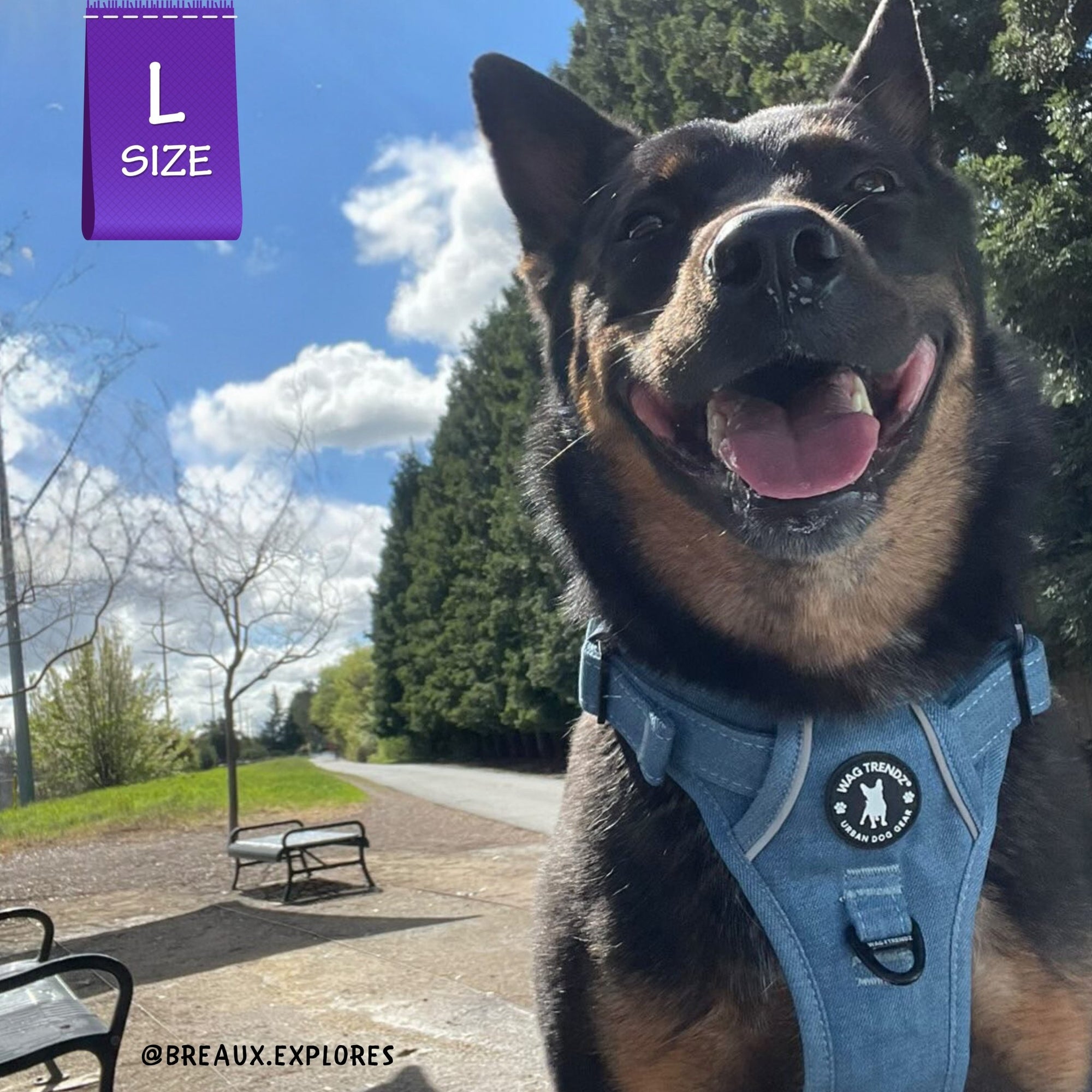 No Pull Dog Harness and Least Set - Downtown Denim - German Shepherd wearing Downtown Denim Dog Harness with reflective accents - on a sidewalk with trees and park benches in the background- Wag Trendz