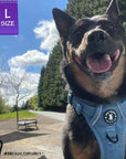 No Pull Dog Harness and Least Set - Downtown Denim - German Shepherd wearing Downtown Denim Dog Harness with reflective accents - on a sidewalk with trees and park benches in the background- Wag Trendz