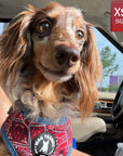 Dog Harness Vest - Adjustable - Dachshund wearing Red Bandana Boujee Harness with Denim Accents - sitting in car  - Wag Trendz