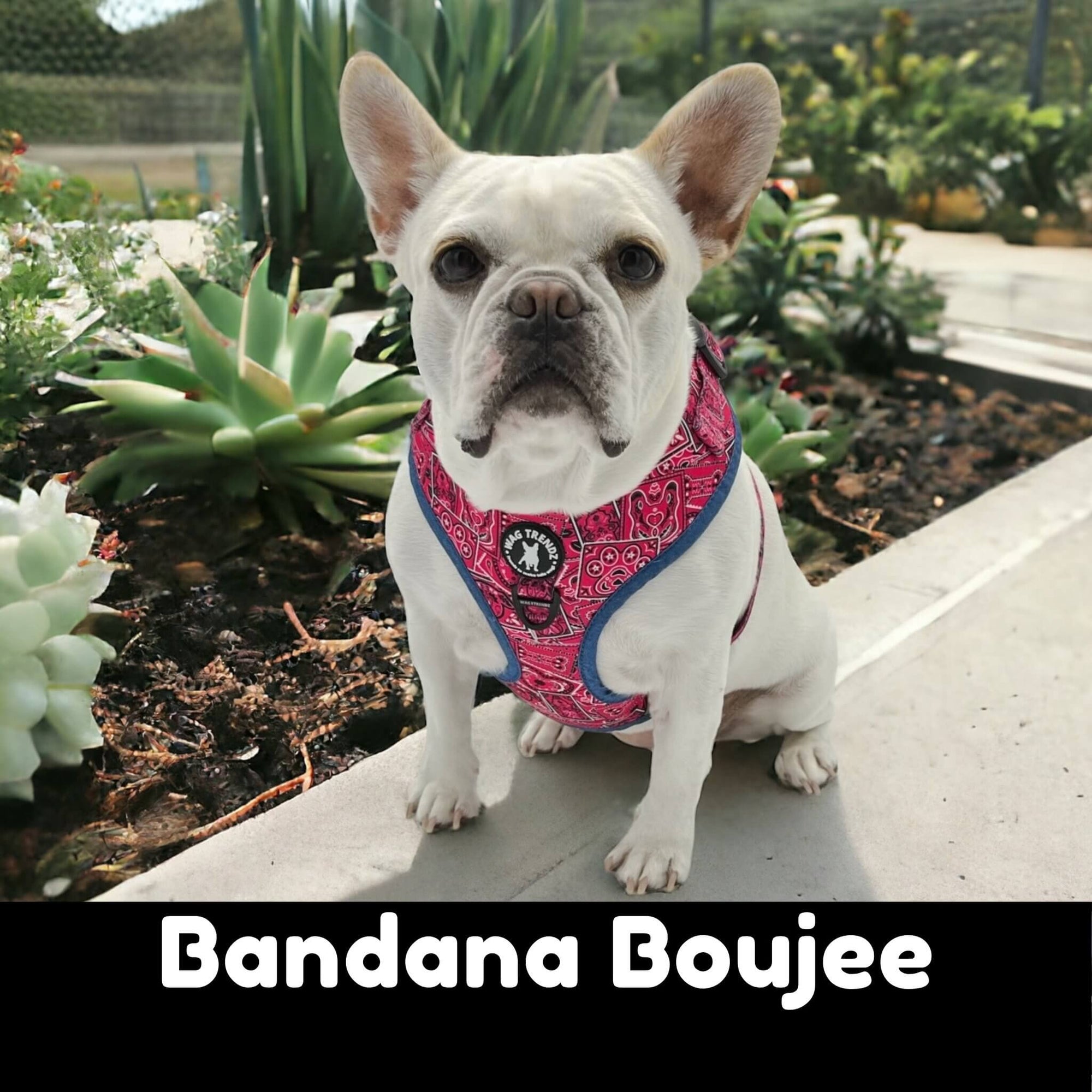 no pull dog harness on French Bulldog sitting outdoors in front of succulents