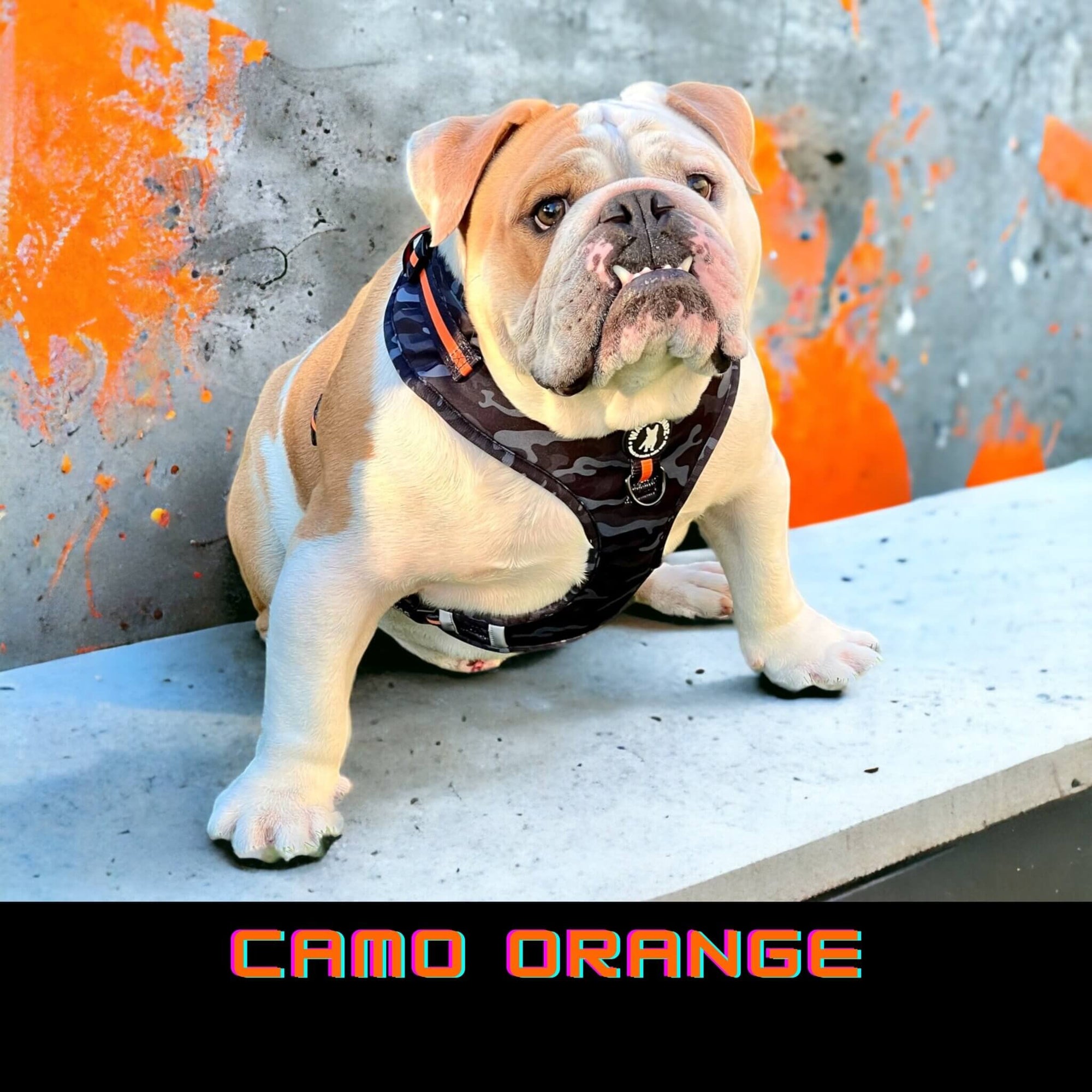 No Pull Dog Harness in Camo Orange worn by English Bulldog with orange graffiti background