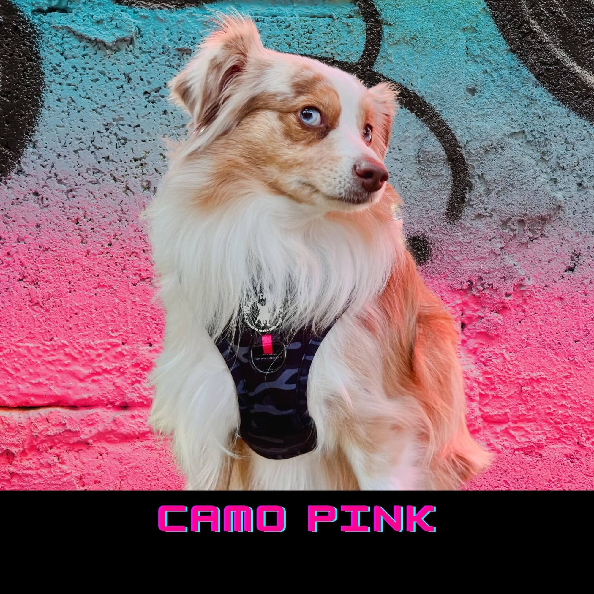 No Pull Dog Harness in Camo Pink worn by Mini Australian Shepherd against pink and teal graffiti wall 