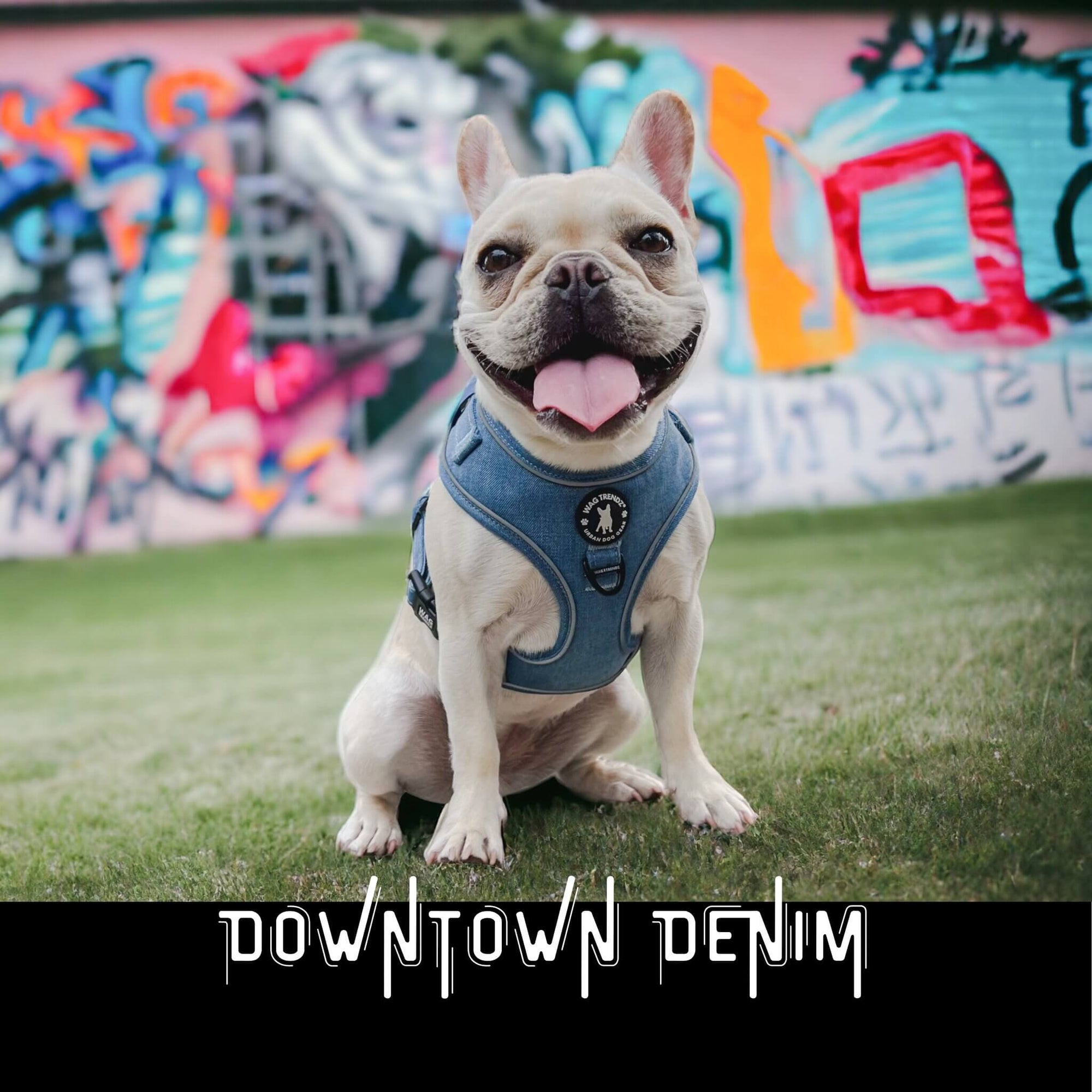 No Pull Dog Harness worn by French Bulldog sitting in grass with colorful graffiti wall in background 