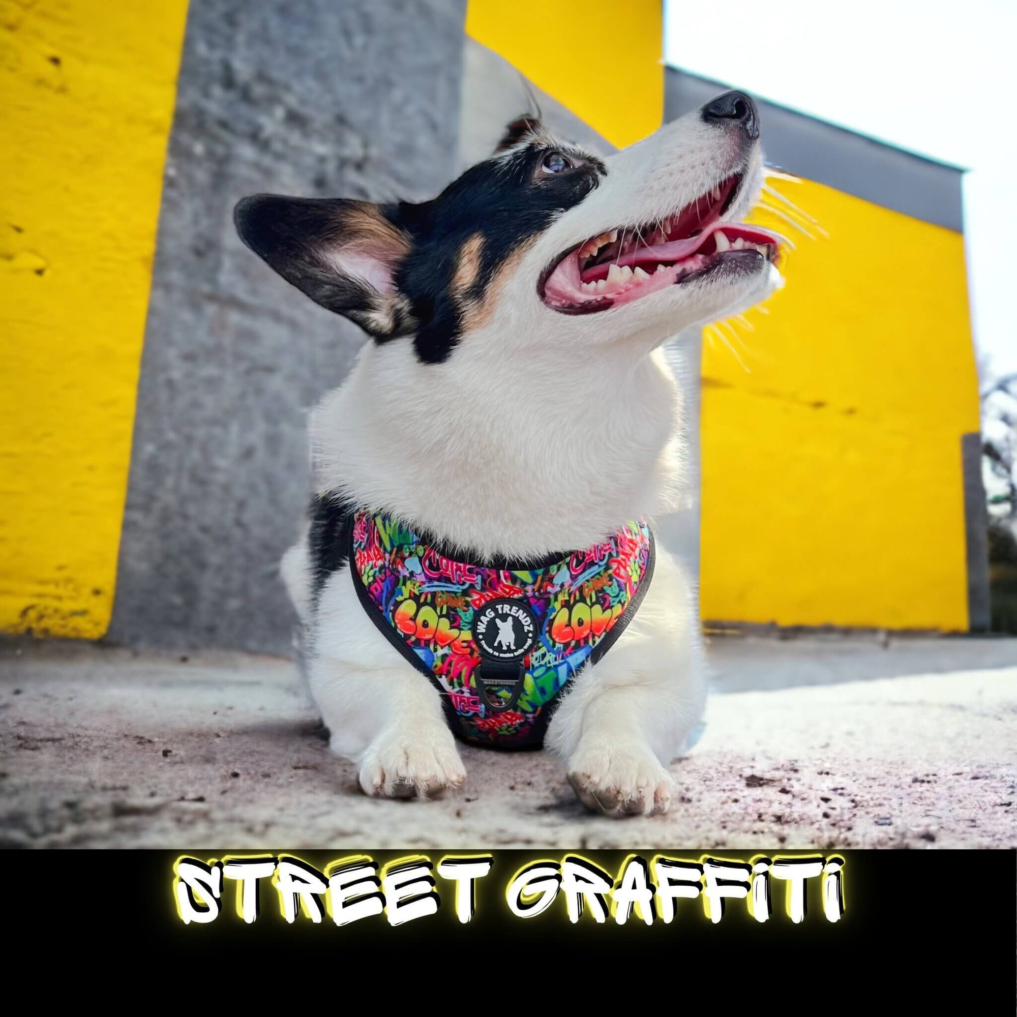 No Pull Dog Harness in Street Graffiti worn by Corgi laying down in front of graffiti yellow concrete wall