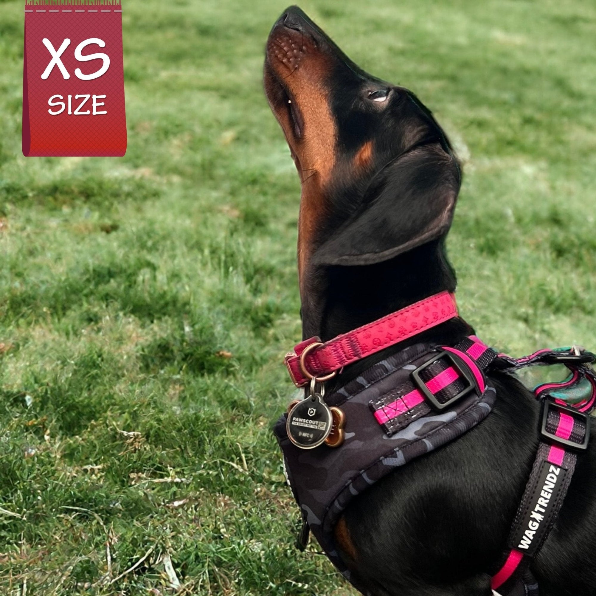 No Pull Dog Harness - Dachshund wearing black and gray camo no pull dog harness with front clip for no pull training with hot pink accents - sitting in grass - Wag Trendz