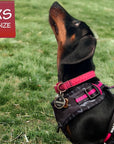 No Pull Dog Harness - Dachshund wearing black and gray camo no pull dog harness with front clip for no pull training with hot pink accents - sitting in grass - Wag Trendz