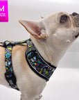 No Pull Dog Harness - French Bulldog wearing Skull Society harness with multicolored graphics in yellow, blue, purple with black background - against solid white background - Wag Trendz