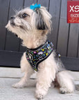 No Pull Dog Harness -Shih Tzu mix wearing Skull Society harness with multicolored graphics in yellow, blue, purple with black background - chest and back side - sitting outdoors - Wag Trendz