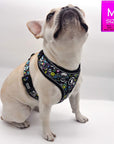 No Pull Dog Harness - French Bulldog wearing Skull Society harness with multicolored graphics in yellow, blue, purple with black background - against solid white background - Wag Trendz