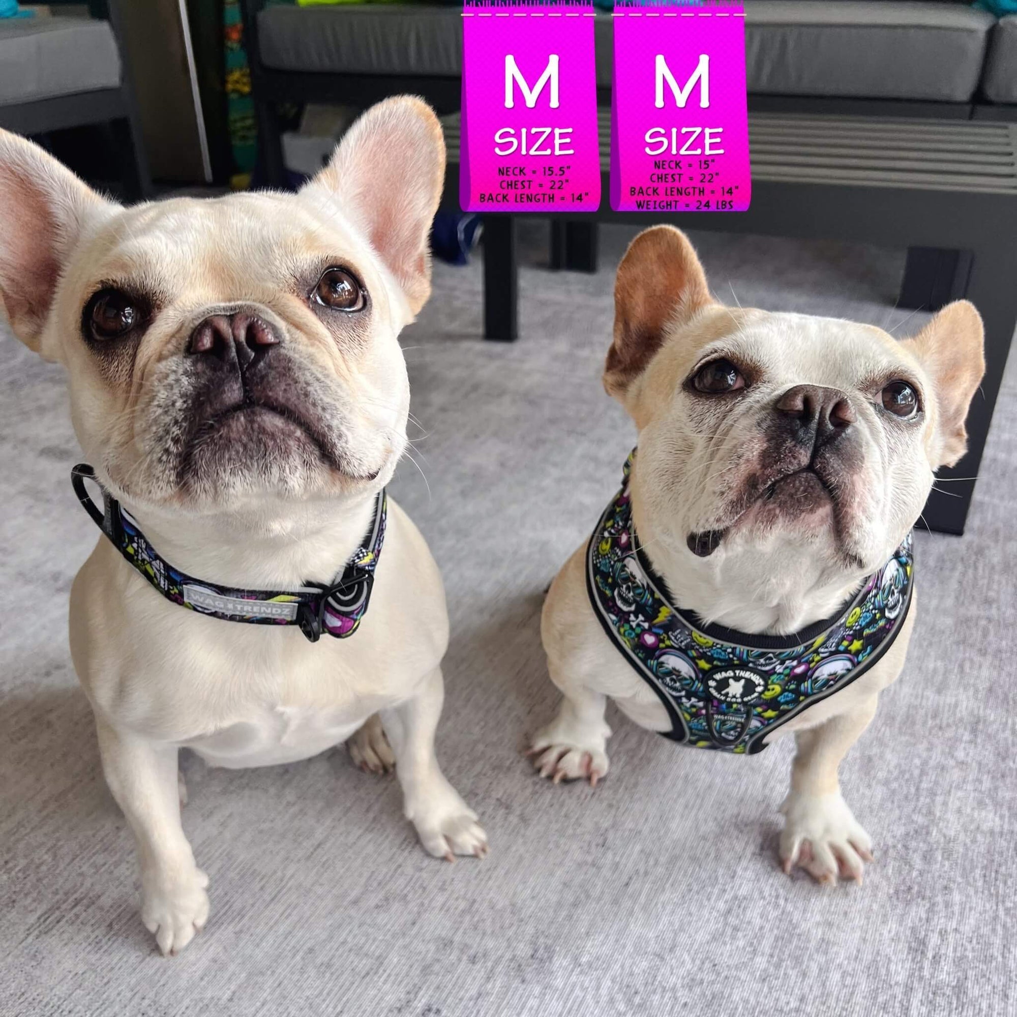 No Pull Dog Harness - French Bulldogs wearing Skull Society harness and matching collar with multicolored graphics in yellow, blue, purple with black background - sitting outdoors on white rug - Wag Trendz