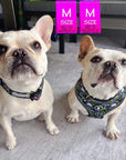 No Pull Dog Harness - French Bulldogs wearing Skull Society harness and matching collar with multicolored graphics in yellow, blue, purple with black background - sitting outdoors on white rug - Wag Trendz