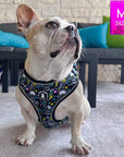 No Pull Dog Harness - Frenchie Bulldog wearing Skull Society harness with multicolored graphics in yellow, blue, purple with black background - sitting outdoors on a white rug - Wag Trendz