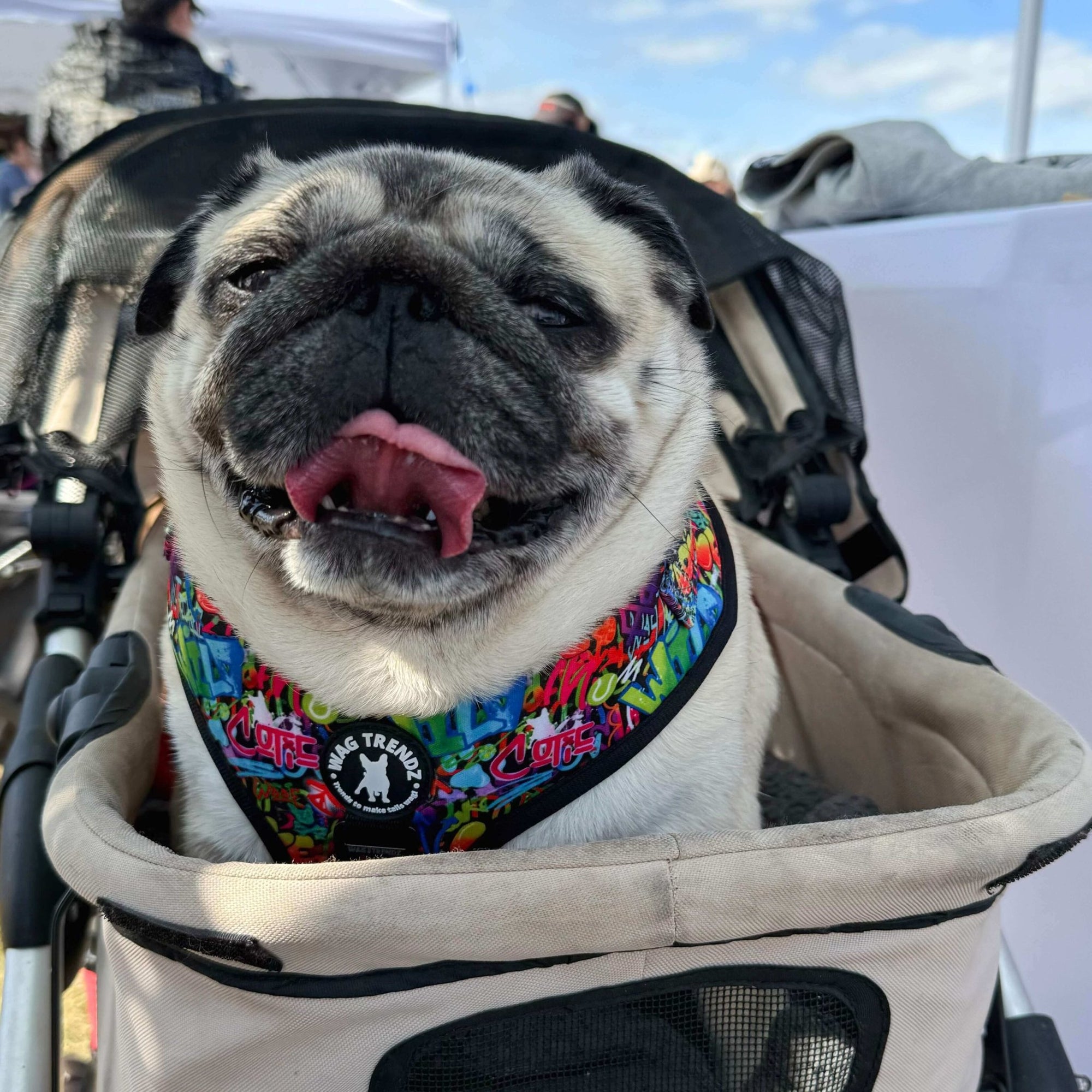 No Pull Dog Harness - Adjustable - Front Clip - Multicolored Street Graffiti no pull dog harness worn by fawn colored Pug sitting outside in a stroller - Wag Trendz