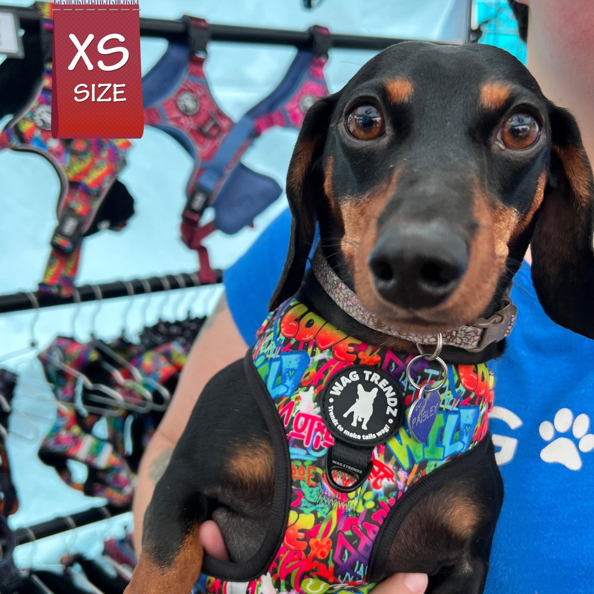 No Pull Dog Harness - Adjustable - Front Clip - worn by cute mini dachshund being held by his human - multi-colored street graffiti design - Wag Trendz