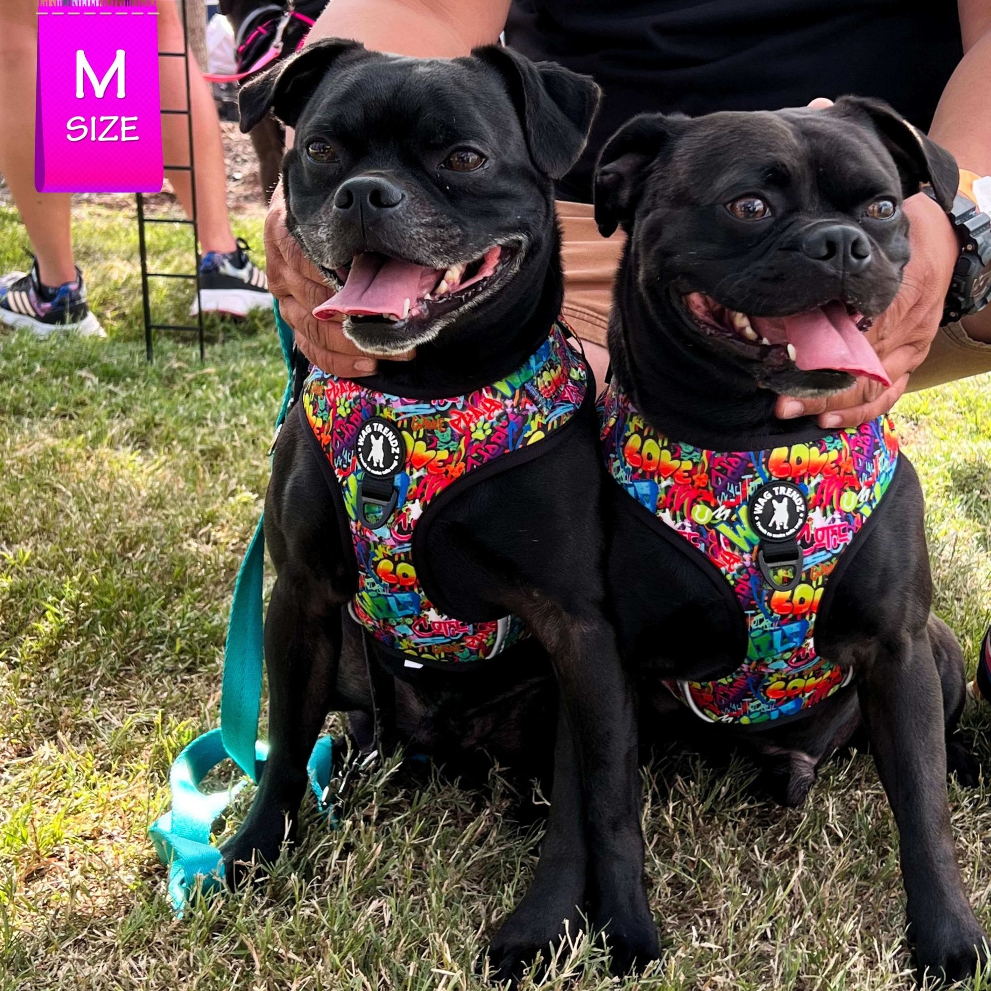 No Pull Dog Harness - Adjustable - Front Clip - multicolored street graffiti no pull dog harness worn by two cute black Pugs sitting outdoors in the grass - multi-colored street graffiti design - Wag Trendz