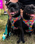 No Pull Dog Harness - Adjustable - Front Clip - multicolored street graffiti no pull dog harness worn by two cute black Pugs sitting outdoors in the grass - multi-colored street graffiti design - Wag Trendz