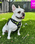 No Pull Dog Harness - with handle - French Bulldog wearing black and gray camo no pull dog harness with high visibility accents - sitting outdoors in green grass - Wag Trendz