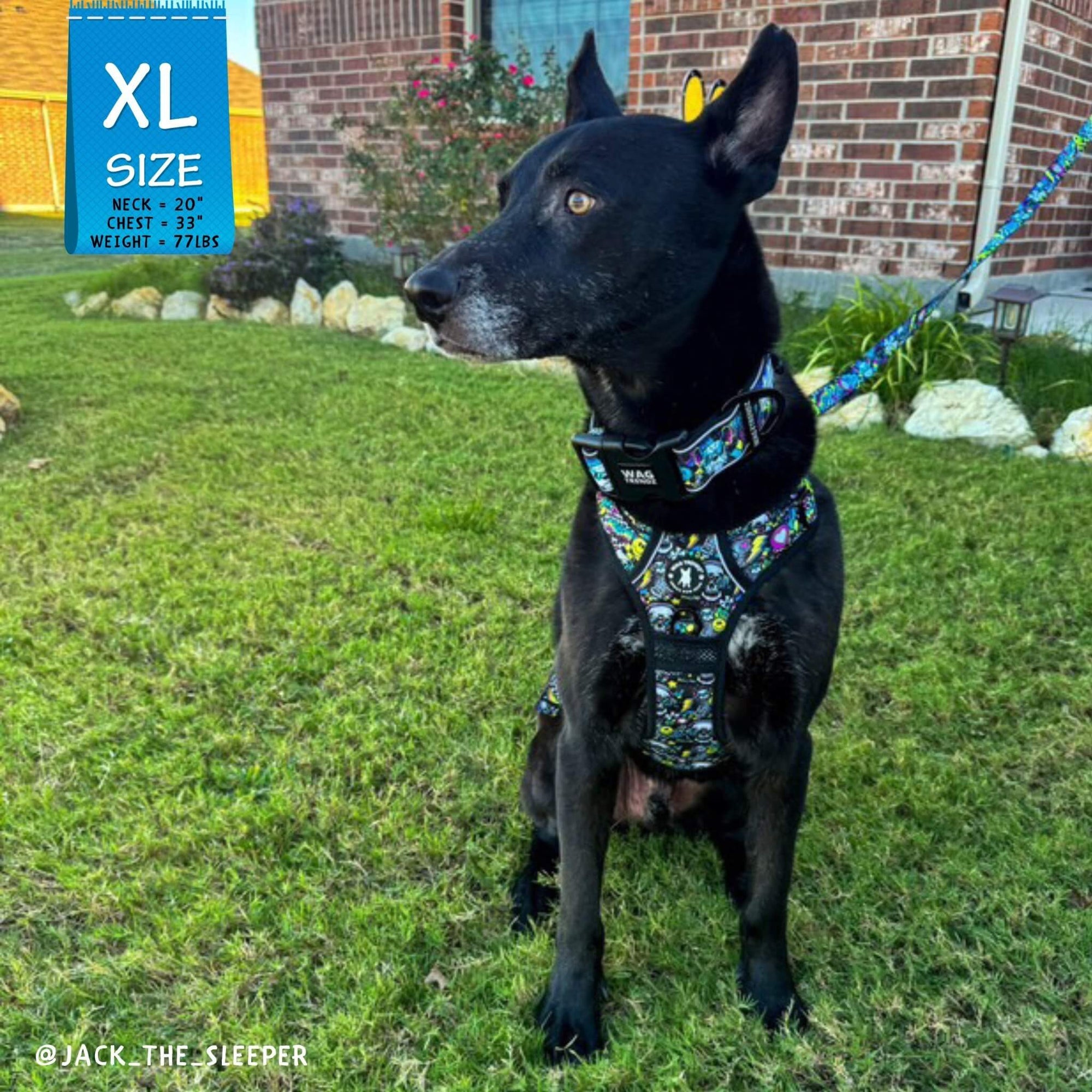 No Pull Dog Harness with Handle - German Shepherd mix wearing Skull Society harness, collar and leash with multicolored graphics in yellow, blue, purple with black background - sitting outdoors in the grass  - Wag Trendz