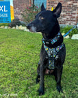 No Pull Dog Harness with Handle - German Shepherd mix wearing Skull Society harness, collar and leash with multicolored graphics in yellow, blue, purple with black background - sitting outdoors in the grass  - Wag Trendz