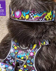 No Pull Dog Harness with Handle - Australian Cattle Dog wearing Skull Society harness and matching collar with multicolored graphics in yellow, blue, purple with black background - closeup - sitting outdoors - Wag Trendz