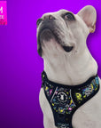 No Pull Dog Harness with Handle - Frenchie Bulldog wearing Skull Society harness with multicolored graphics in yellow, blue, purple with black background - against solid purple background - Wag Trendz