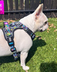 No Pull Dog Harness with Handle - Frenchie Bulldog wearing Skull Society harness with multicolored graphics in yellow, blue, purple with black background - standing outdoors in the grass - Wag Trendz