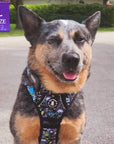 No Pull Dog Harness with Handle - Australian Cattle Dog & Blue Heeler wearing Skull Society harness and collar with multicolored graphics in yellow, blue, purple with black background - sitting outdoors - Wag Trendz