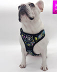 No Pull Dog Harness with Handle - Frenchie Bulldog wearing Skull Society harness with multicolored graphics in yellow, blue, purple with black background - against solid white background - Wag Trendz