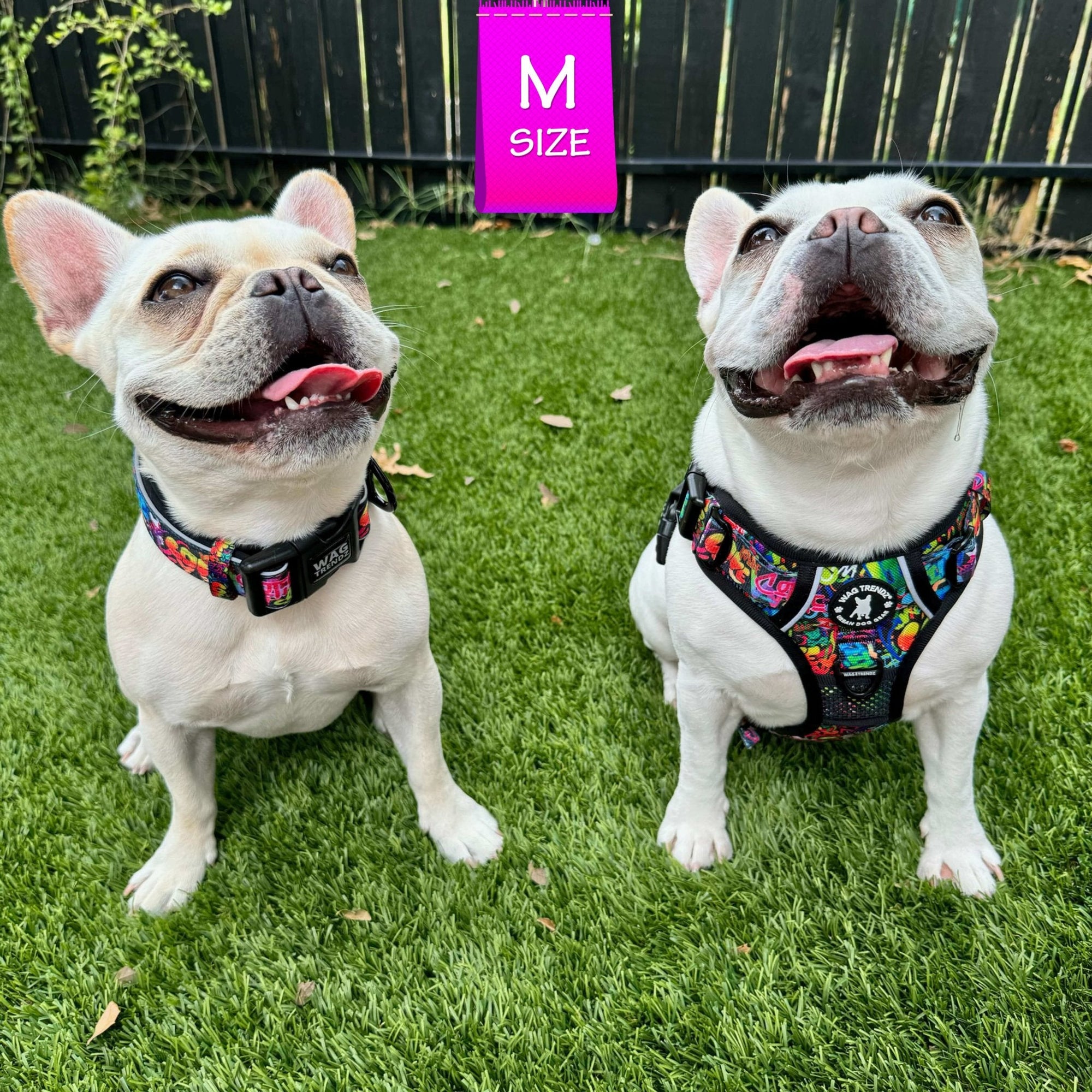 No Pull Dog Harness - with handle - French Bulldogs wearing a medium multi colored Street Graffiti no pull dog harness and a second French Bulldog wearing a medium dog collar - sitting outdoors in green grass - Wag Trendz