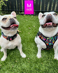 No Pull Dog Harness - with handle - French Bulldogs wearing a medium multi colored Street Graffiti no pull dog harness and a second French Bulldog wearing a medium dog collar - sitting outdoors in green grass - Wag Trendz