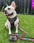 No Pull Dog Harness - with handle - French Bulldog wearing a medium multi colored Street Graffiti no pull dog harness with matching leash and poop bag holder attached - sitting outdoors in green grass - Wag Trendz