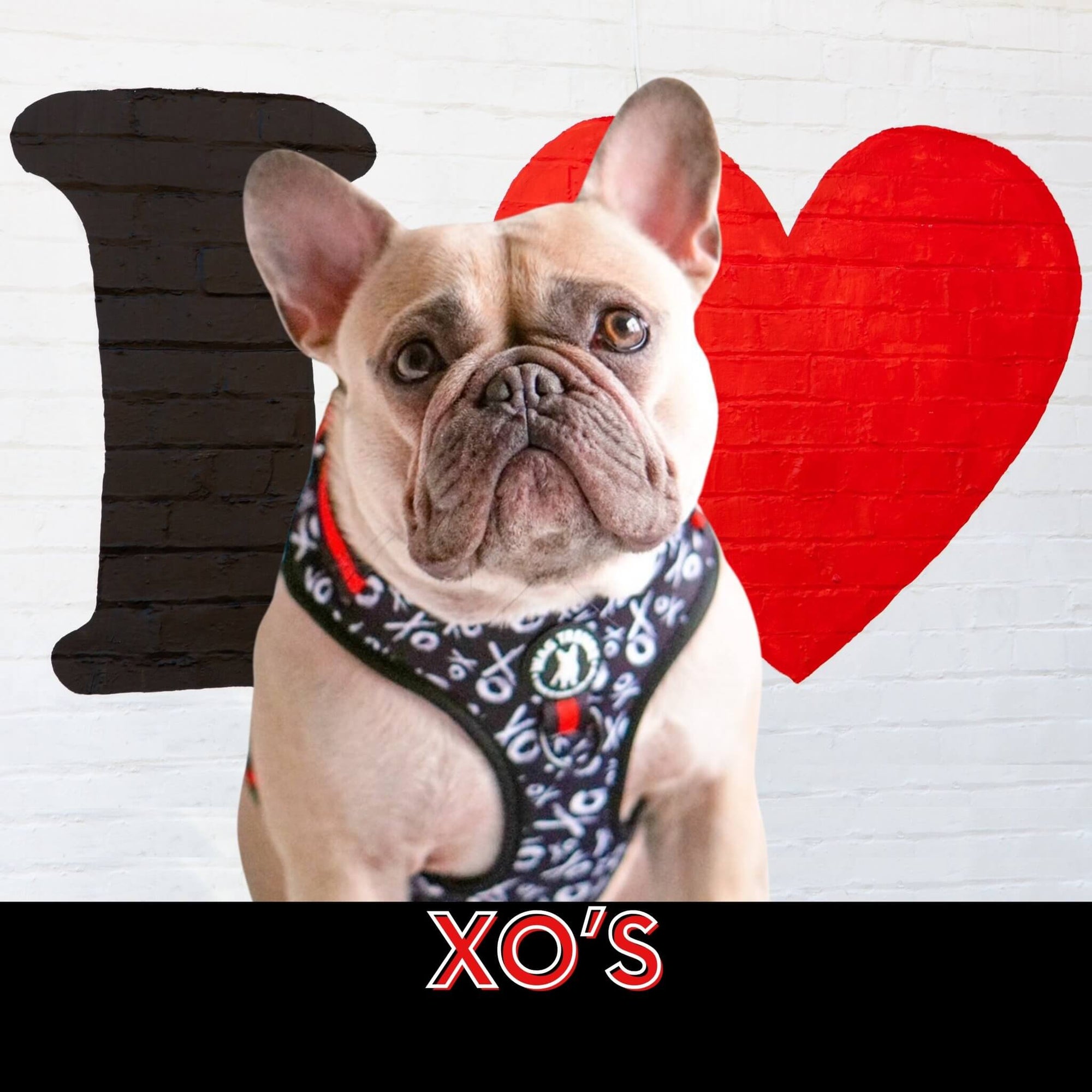 No Pull Dog Harness in XO worn by French Bulldog against a white background with a black letter I and red heart on the wall