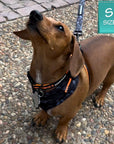 Nylon Dog Collar - Dachshund wearing black nylon dog collar with bold orange stripe with matching leash and no pull harness - standing on a pebble sidewalk - Wag Trendz