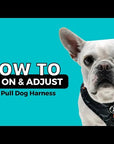 Dog Harness and Leash Set- How To Put On A Dog Harness and Adjust Video - Wag Trendz