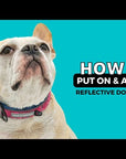 Video on how to put on and adjust reflective dog collar