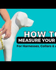 No Pull Dog Harness with Handle - How To Measure Dog For A  No Pull Harness Video- Wag Trendz