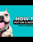 H Dog Harness - Roman Dog Harness - Video on how to put on and adjust h style dog harness