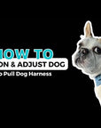 Denim Dog Harness - Reflective and No Pull - How To Put On A Dog Harness and Adjust - Wag Trendz