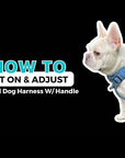 No Pull Dog Harness and Least Set - Downtown Denim - How To Put On A Dog Harness and Adjust Video - Wag Trendz