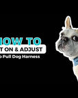 Harness and Leash Set + Poop Bag Holder - To Put On A Dog Harness and Adjust Video - Wag Trendz