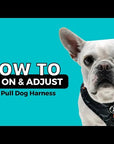 Dog Collar Harness and Leash Set - XO Hugs & Kisses - How To Put On A Dog Harness and Adjust Video- Wag Trendz