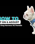 No Pull Dog Harness and Least Set + Poop  Bag Holder - Downtown Denim - How To Put On A Dog Harness and Adjust Video - Wag Trendz